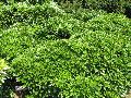 Narrowleaf Aucuba, Japanese Aucuba